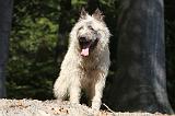BOUVIER DES ARDENNES 122